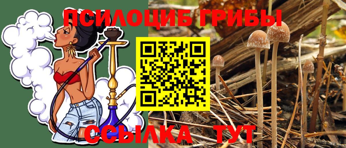 Псилоцибиновые грибы Cubensis Боровичи